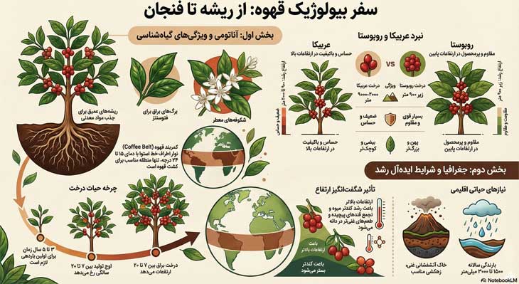 درباره گیاه و درخت قهوه